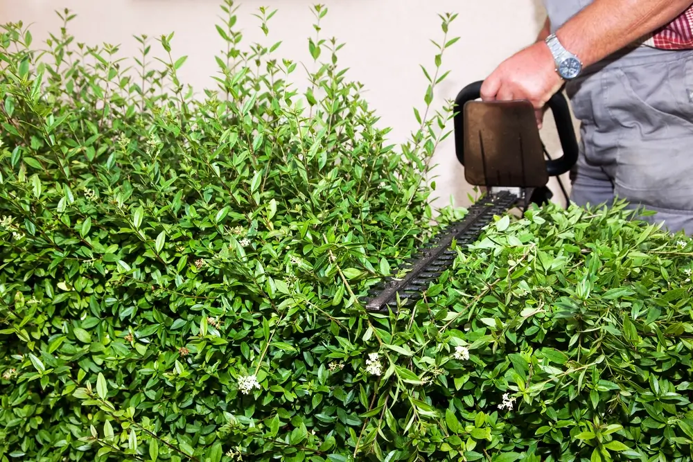 Privet Hedges