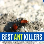 Best Ant Killers